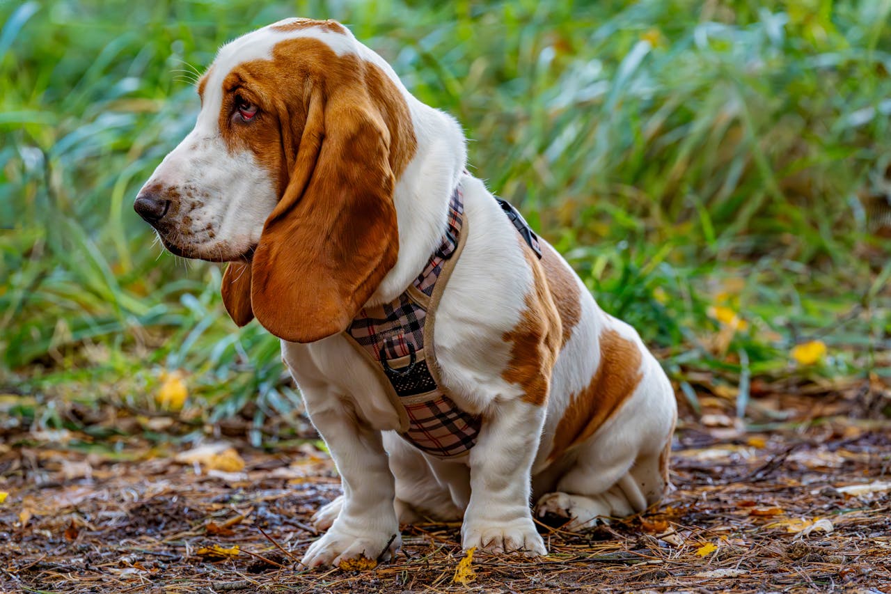 Charming basset hound sits outdoors on a nature trail, showcasing its iconic floppy ears and friendly demeanor.