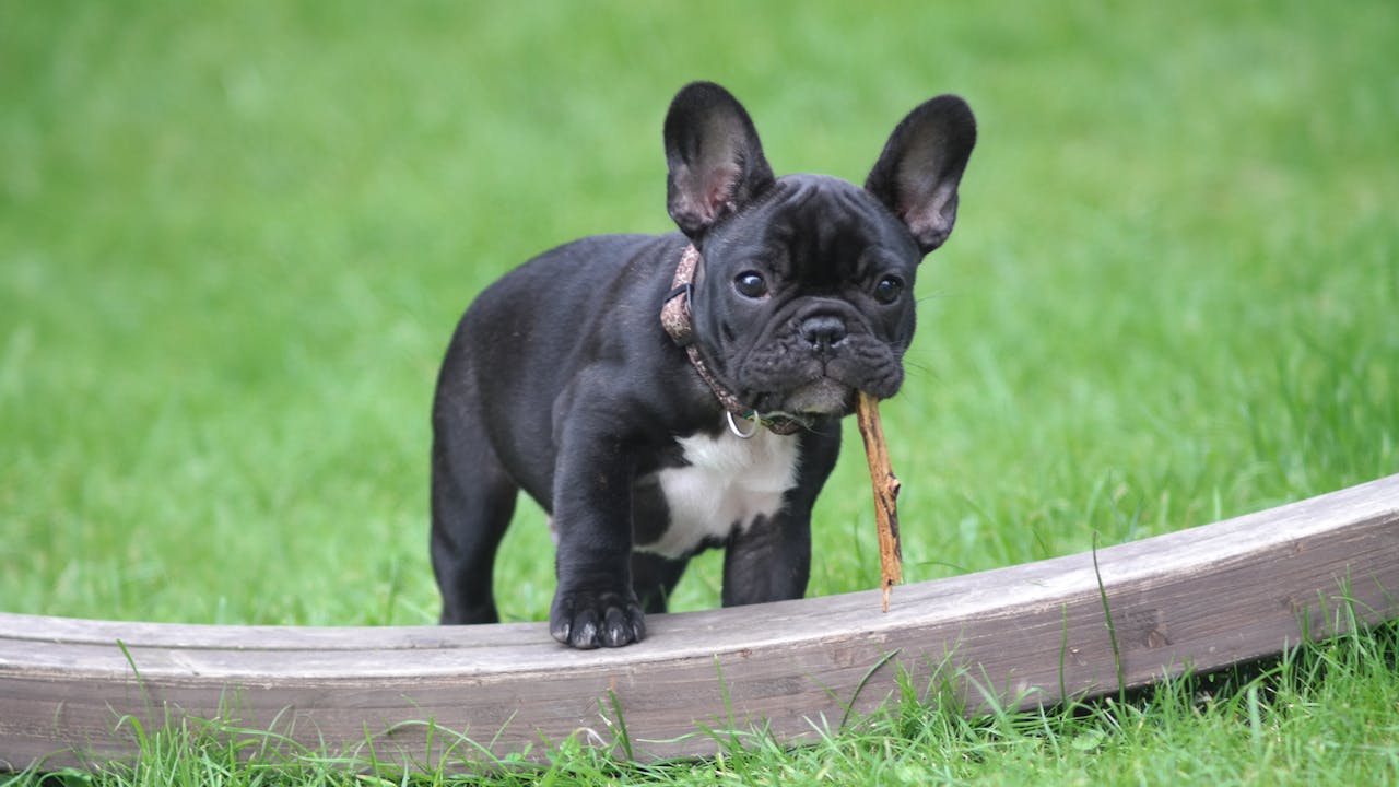 Cute French Bulldog puppy holding a stick in its mouth on green grass.