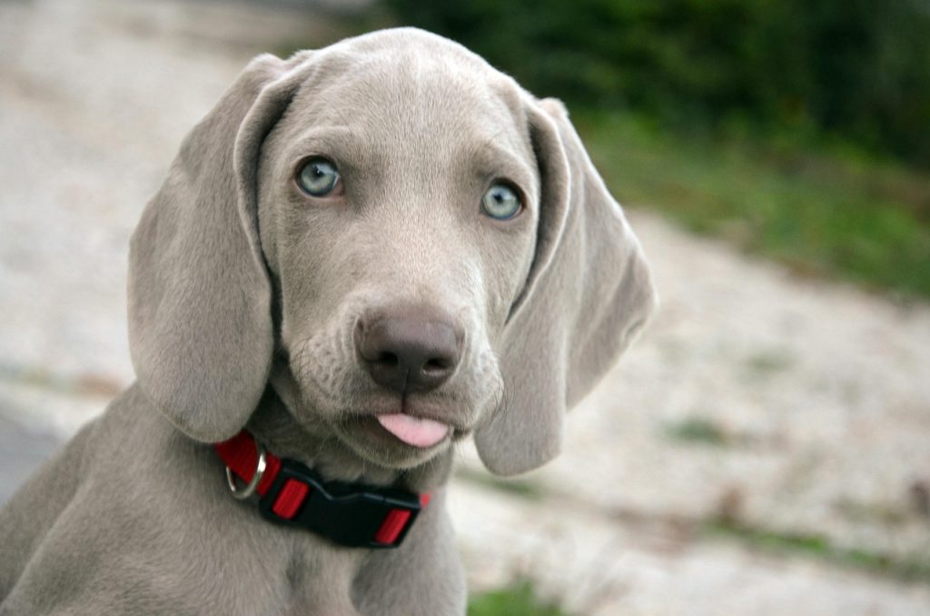 dog, puppy, muzzle, animal, sweet, eyes, tenderness, pet, hair, nature, animals, hound, grey, weimaraner, bone, canino, ear, dog, puppy, puppy, hound, hound, weimaraner, weimaraner, weimaraner, weimaraner, weimaraner