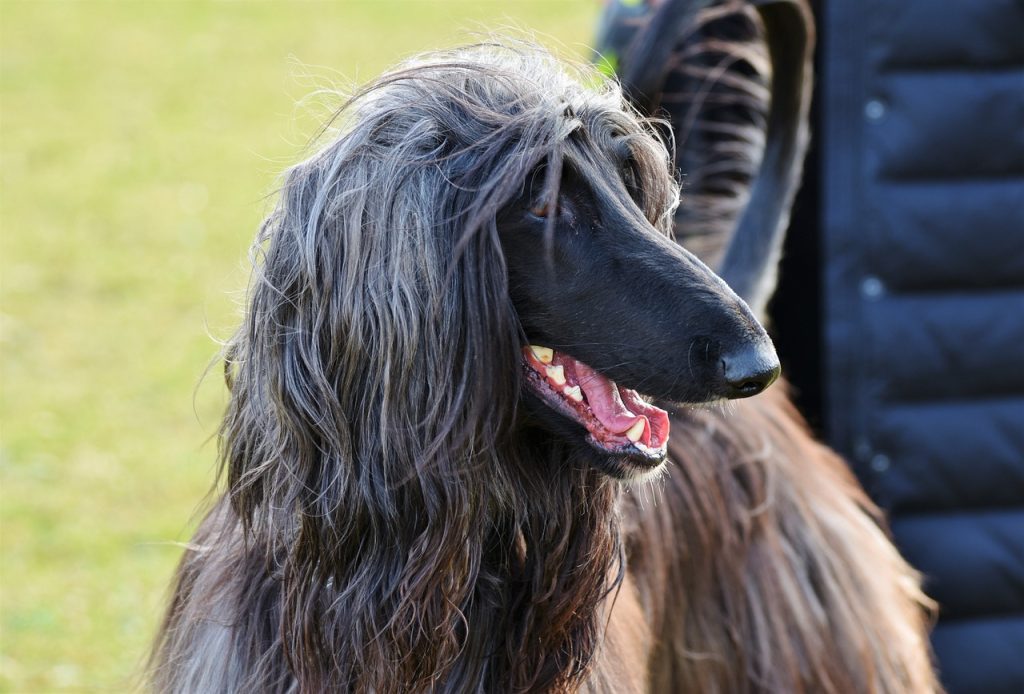 afghan, greyhound, nature, afghan hound, balutschi-greyhound, dog, purebred dog, hair, snout, teeth, denture, bite, run, cute, domestic animal, animal, afghan hound, pet, afghan hound, afghan hound, afghan hound, afghan hound