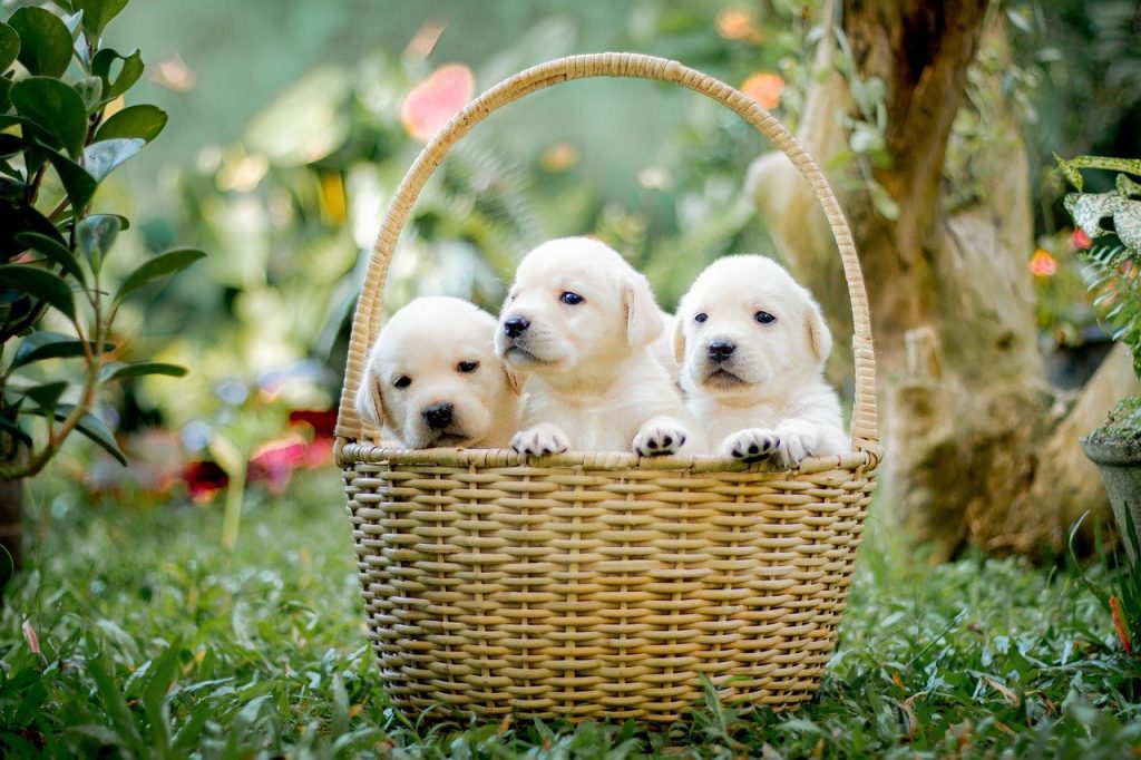 animals, puppy, canine, pet, dogs, mammal, friend, basket, breed, labrador, retriever, puppy, nature, puppy, puppy, puppy, puppy