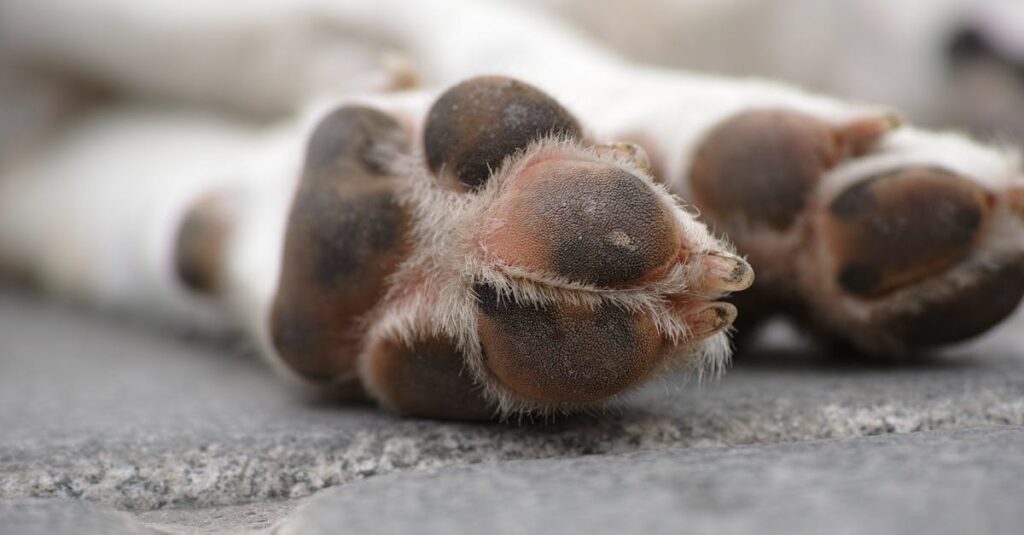 Detailed close-up of a sleeping dog's paws, showcasing texture and fur.