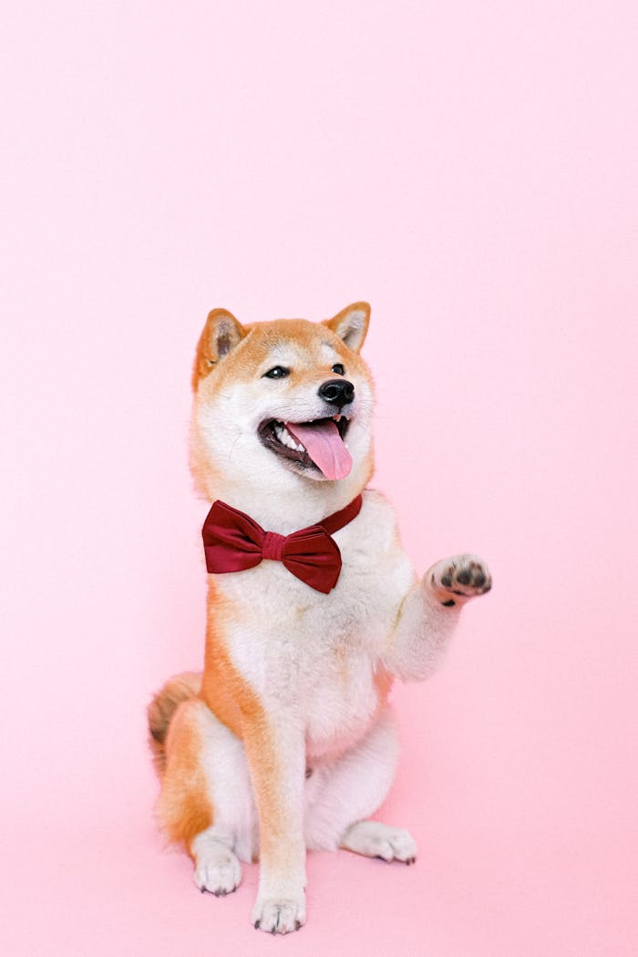 Cute Shiba Inu dog wearing a red bowtie on a pink background, raising a paw in a playful pose.